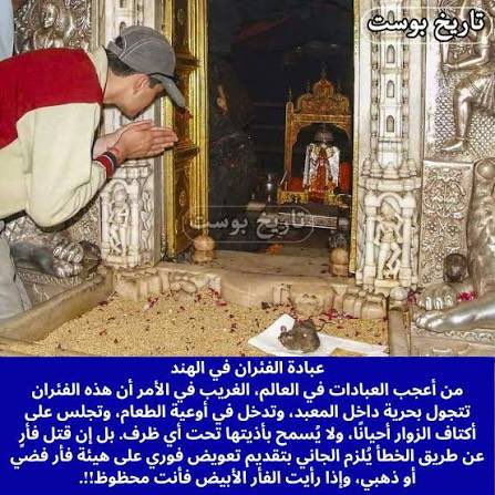 hadamksa1's tweet photo. @Fpiwed @A3rabi @onlmaps اعبد الفيران انت اصغر من ان تفهم كذلك شعبك يعمل عندنا https://t.co/dzo6tNu4YL