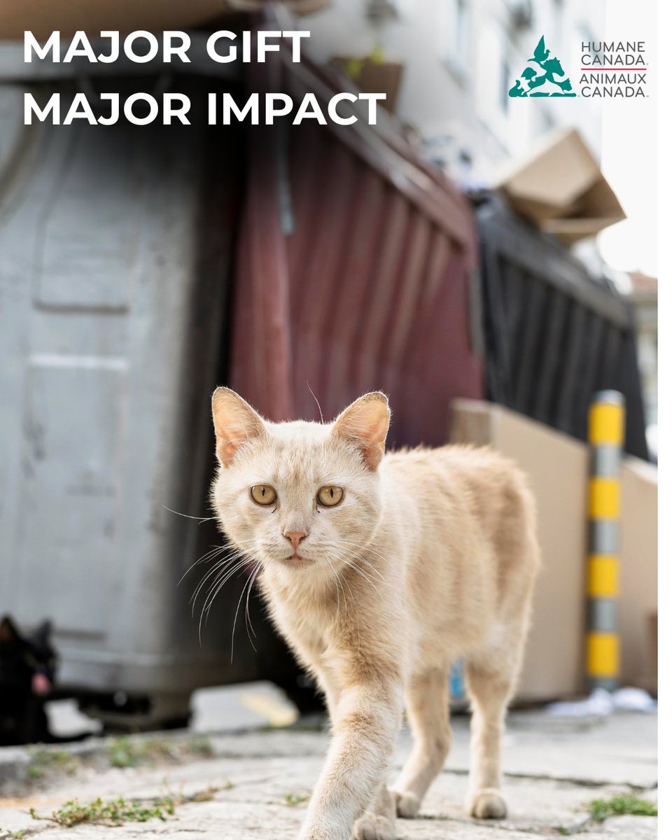 HumaneCanada's tweet photo. Be a voice for the voiceless. A Major Gift of $5000 or more enables Humane Canada to represent countless animals and push for policies that protect those who can’t speak for themselves.

Help be their voice: https://t.co/YiEPugizeu https://t.co/praNI7cYAK