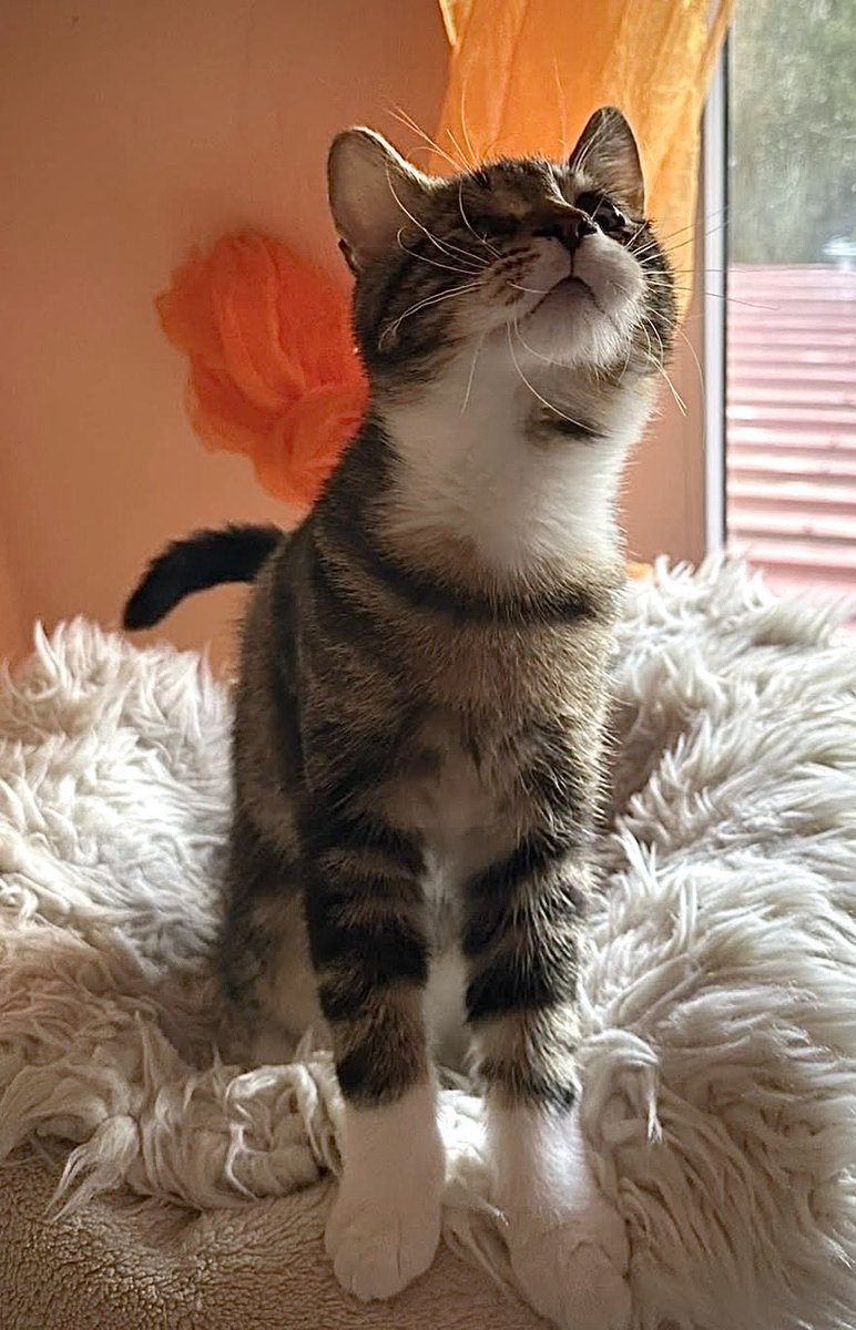 Katzenland_eV's tweet photo. MAXI DARF FÜR IMMER BLEIBEN 🐾

Ganz allein &amp; schutzlos wurde Maxi im Juli gefunden. Eine schwere Augeninfektion ließ ihn erblinden. In seiner Pflegestelle zeigte er sich dennoch fröhlich &amp; verschmust. Nun darf er dort für immer bleiben - in Liebe und Sicherheit. 🙏 #happyend https://t.co/tdXN2Dqjyq