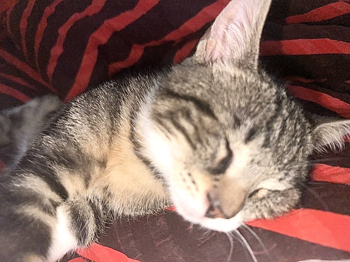 Katzenland_eV's tweet photo. MAXI DARF FÜR IMMER BLEIBEN 🐾

Ganz allein &amp; schutzlos wurde Maxi im Juli gefunden. Eine schwere Augeninfektion ließ ihn erblinden. In seiner Pflegestelle zeigte er sich dennoch fröhlich &amp; verschmust. Nun darf er dort für immer bleiben - in Liebe und Sicherheit. 🙏 #happyend https://t.co/tdXN2Dqjyq
