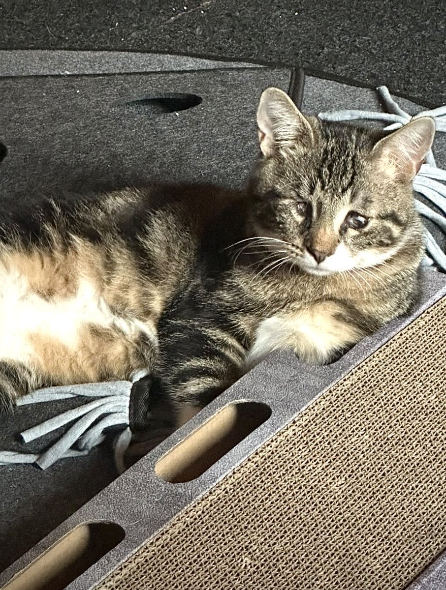 Katzenland_eV's tweet photo. MAXI DARF FÜR IMMER BLEIBEN 🐾

Ganz allein &amp; schutzlos wurde Maxi im Juli gefunden. Eine schwere Augeninfektion ließ ihn erblinden. In seiner Pflegestelle zeigte er sich dennoch fröhlich &amp; verschmust. Nun darf er dort für immer bleiben - in Liebe und Sicherheit. 🙏 #happyend https://t.co/tdXN2Dqjyq