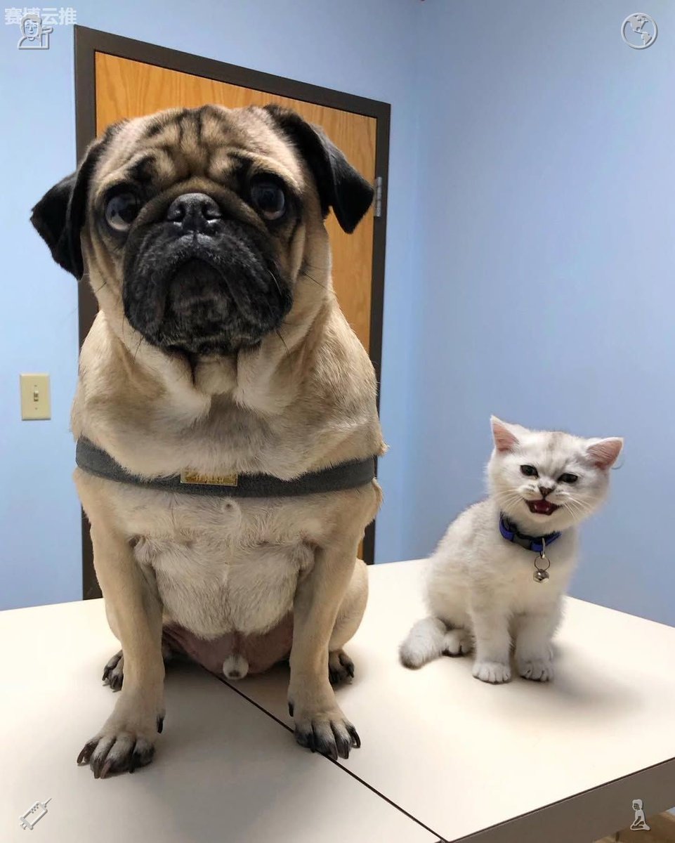 Yaoy87635's tweet photo. Be kind to all living beings.Clara chuckled, lifting the bag of cat treats. “I got them a present. I hope they enjoy it.” Mia grinned, nodding.Clara glanced toward Ethan, who was gazing at her with a proud smile. He nodded, as if saying “you’ve got this.” She inhaled deeply https://t.co/u3xJWrSNGP