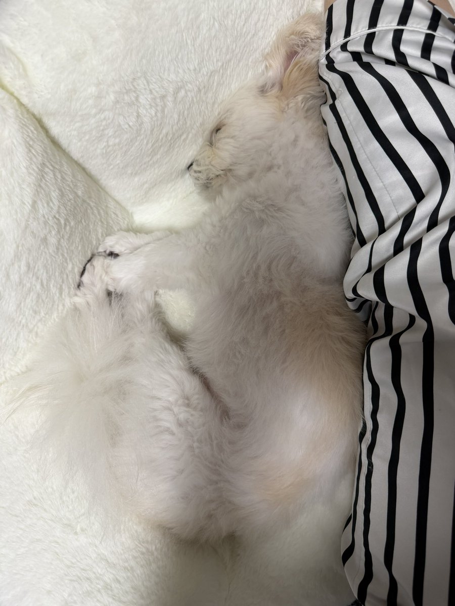 Noopppp_y's tweet photo. 손이랑 발 젤리끼리 챱 붙이고잠 https://t.co/UgBvSVMW7p