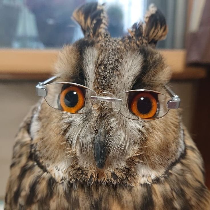 tiredowl_12's tweet photo. How I look with my glasses on: https://t.co/YI48l7ftdl