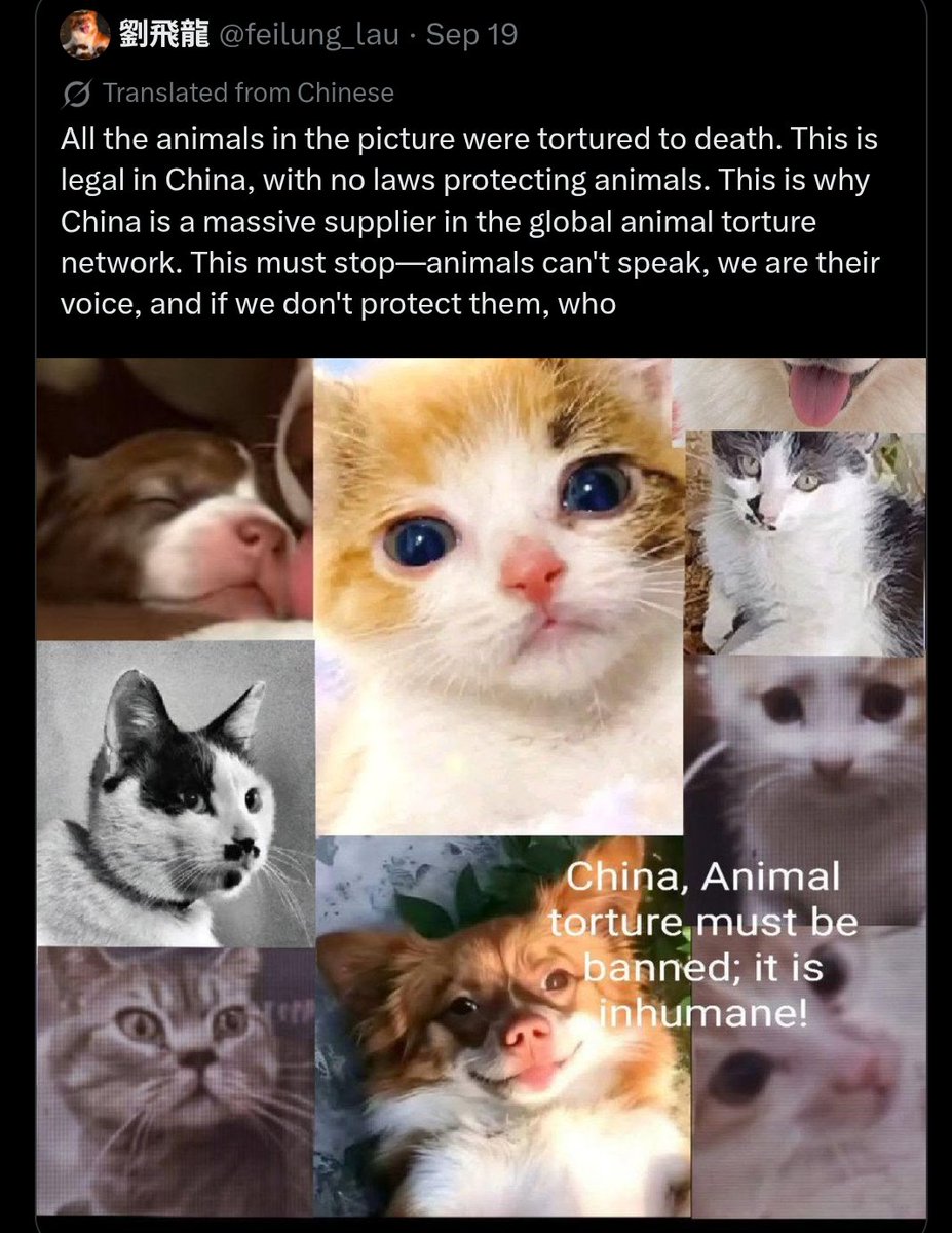 PhaedraXTeddy's tweet photo. Truck exposing Chinese 🇨🇳 Videos from the huge Chinese Cat Torture Industry, can't be ignored by #XiJinping/ #China🇨🇳 or by @realDonaldTrump 
The Truck arrived at the #WhiteHouse today. Dont be silent!
We must speak up for the Victims to #StopAnimalCrueltyChina .
 #TrumpXiSummit
#SaveChinasCats !
https://t.co/JyWx9ZeN58