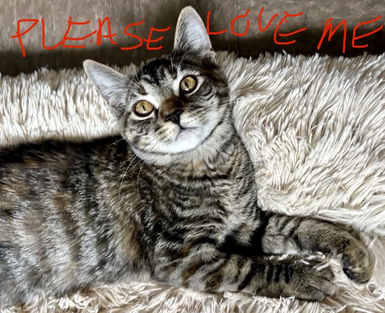 catgirl321's tweet photo. #forgottensoulshour
Hosted by @AdoptRescueCats
Super sweet very affectionate lovebug HAWK @TheCatsMeowInc has been waiting for a #FOREVER #HOME for over TWO years… could she be the one YOU?
#USA #LosAngeles #CA #cats #rehomehour @MillieOTLFP #rescue #AdoptDontShop
#RT #SHARE✔️ https://t.co/mwHb5zHtx1