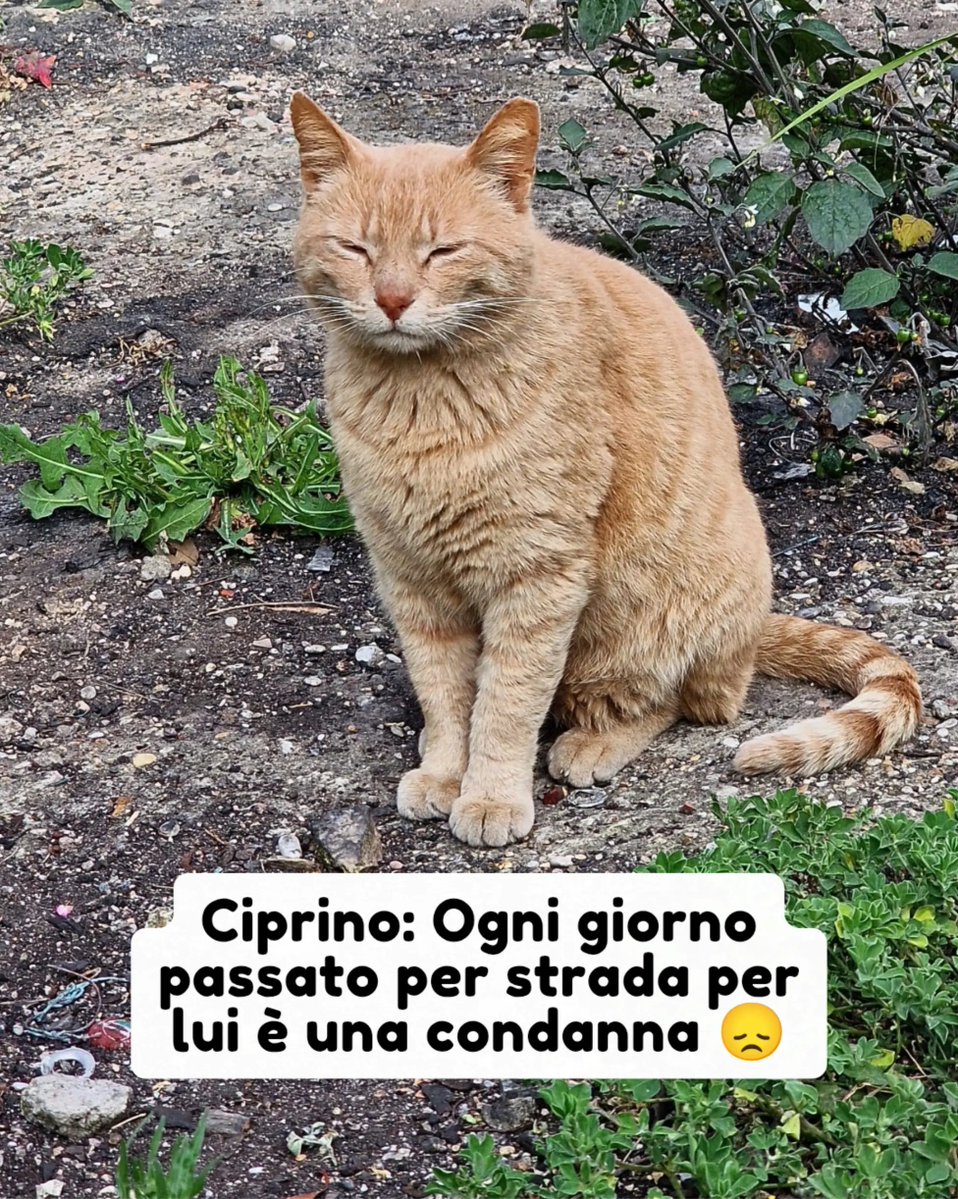 PetsProof's tweet photo. Info: 338 2508653

Questi sono gli effetti che la vita per strada ha su un gatto. Cibo scarso e di pessima qualità e Ciprino soffre già di insufficienza renale ed è FIV+

​Eppure, per stare bene avrebbe solamente bisogno di cibo renal e di uno sciroppo: non è impossibile #gatti https://t.co/9tNKvKPD1N