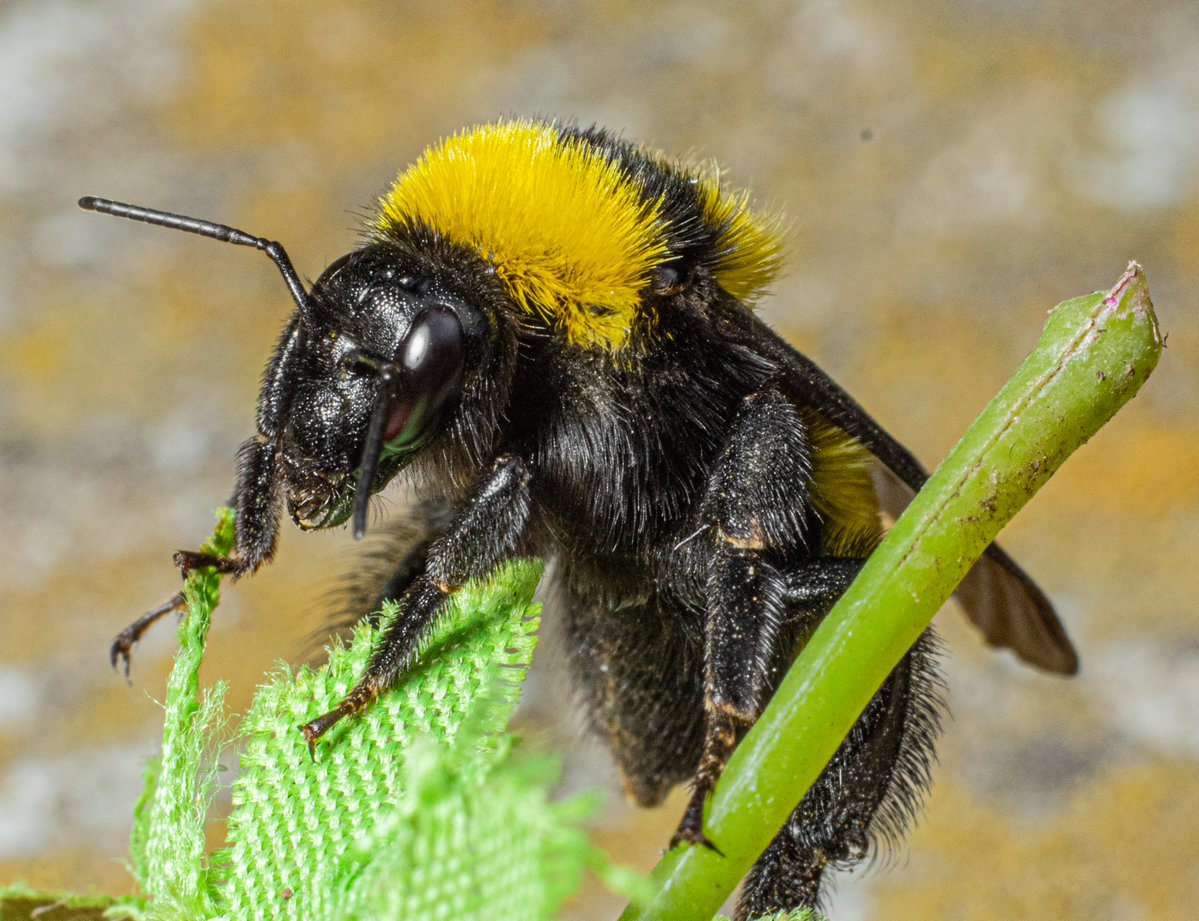 tapacat_'s tweet photo. bumblebees are the cutest thing ever https://t.co/7Nxx1hznoF