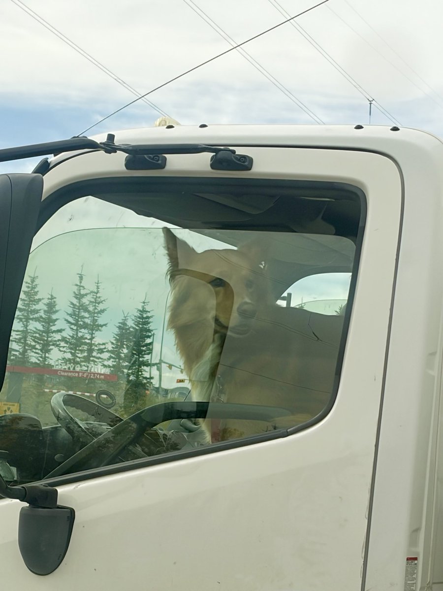 KolyanuchN's tweet photo. Shoulder Check 🐕
#dogeincar https://t.co/y8a6Lti512