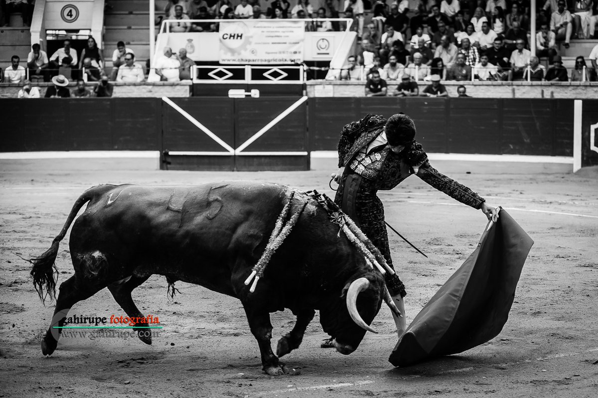 gahirupe's tweet photo. Emiliano #Osornio al natural - 5 de septiembre de 2026 - con "Joyero" N45 de Conde de #Mayalde en la XXVI edición de #AlfarerodeOro
#gahirupefotografia https://t.co/B8p8SN0vI7