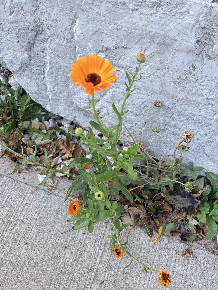 DLTrudelWriter's tweet photo. Nature showing us how to bloom through difficult situations. You’ve got this 🤗. #feedmysoul https://t.co/bP6IhO1bCZ