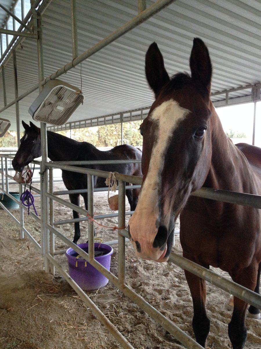 GloriousAllianc's tweet photo. Smoothie and I patiently awaiting gruel which was likely seconds late... *sad violin music* https://t.co/VL6IAXGaaU