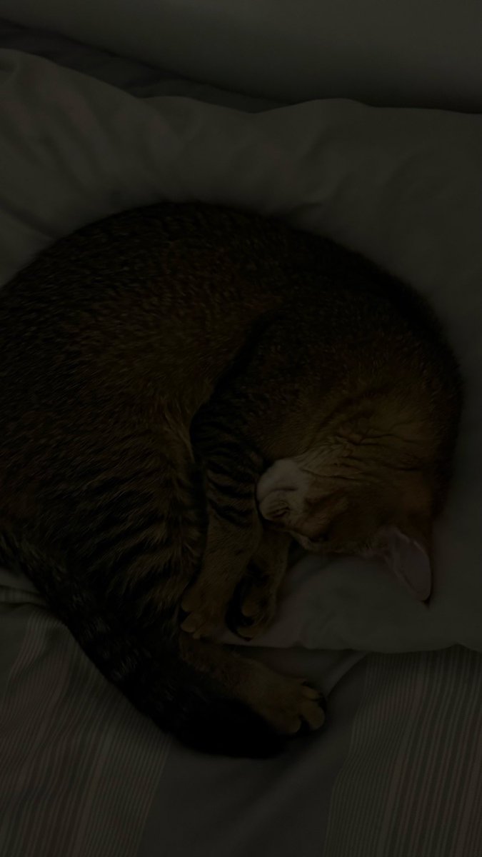 3asls5's tweet photo. 🐾 https://t.co/JPgVpVVK0H
