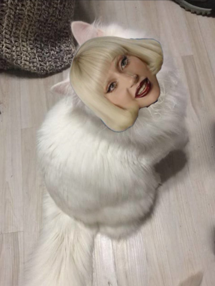 gagatinhaacervo's tweet photo. nova espécie de lady gagatinha desbloqueada https://t.co/3A1q1d3RbX