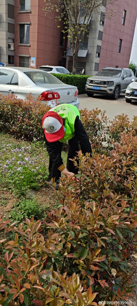 CeliaBoneb2yy's tweet photo. Join our neighborhood community garden clean-up this Saturday 9AM! Free snacks u0026 tools provided. Let’s spruce up our green space together – see you there! https://t.co/mlgUg3V6Je