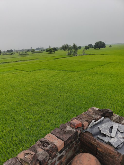 ETJPlays's tweet photo. Ghar ki chhat se charon taraf hariyali hi hariyali 💚🌾

Nature ke saath ek peaceful morning. ☀️
Happy Monday https://t.co/9Fx2izbw2k