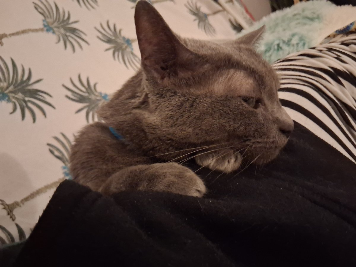 violekko's tweet photo. ソファでゴロゴロしてたらやってきた愛猫。 https://t.co/1kmpNcRjVK