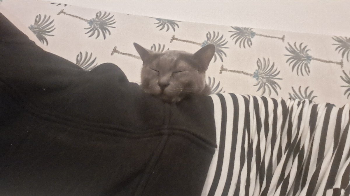 violekko's tweet photo. ソファでゴロゴロしてたらやってきた愛猫。 https://t.co/1kmpNcRjVK