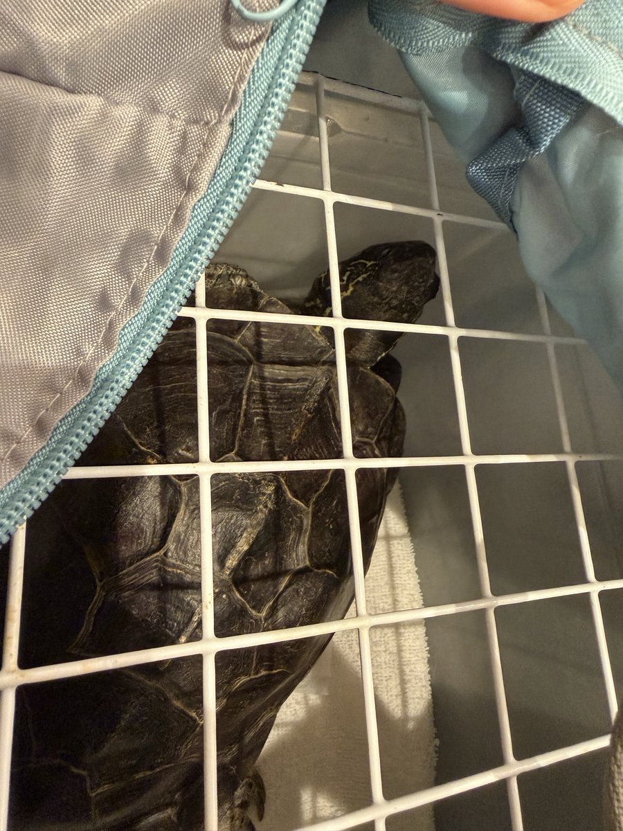 KtoToko's tweet photo. 促進剤の効果が感じられないトコ様を再診へ。ただでさえしんどい時に退勤ラッシュの騒がしい街中へ連れ出してごめんねぇ。。

処置が終わって帰宅後、久しぶりにお膝で休んでくれた。いつも通りなのにお腹の一抱えが重た過ぎる。。

#withトコ #クサガメ https://t.co/FWRRupTkJr
