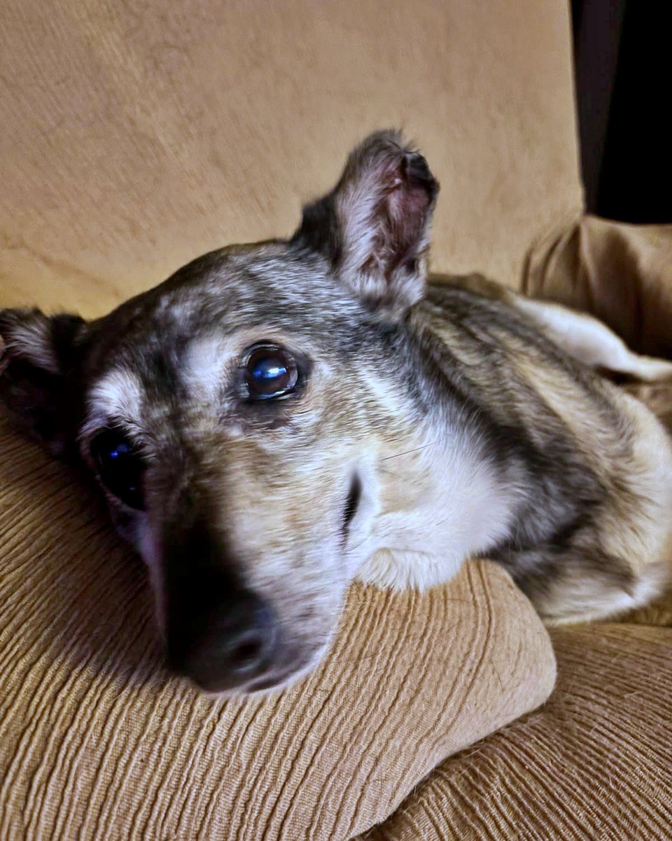 SosAbuelos1's tweet photo. #CASTELLÓN
Me llamo #SAM. Tengo 9 años. La leishmania me dejó un caminar lento y una leve cojera. La urbe me incomoda.

Soy  amigo de otros perros, pero valoro mi silencio

Amable, sensible y tierno. Si tienes una casa con algo de jardincito... Te espero...

WhatsApp 670 55 85 07 https://t.co/kVHB06VlXN