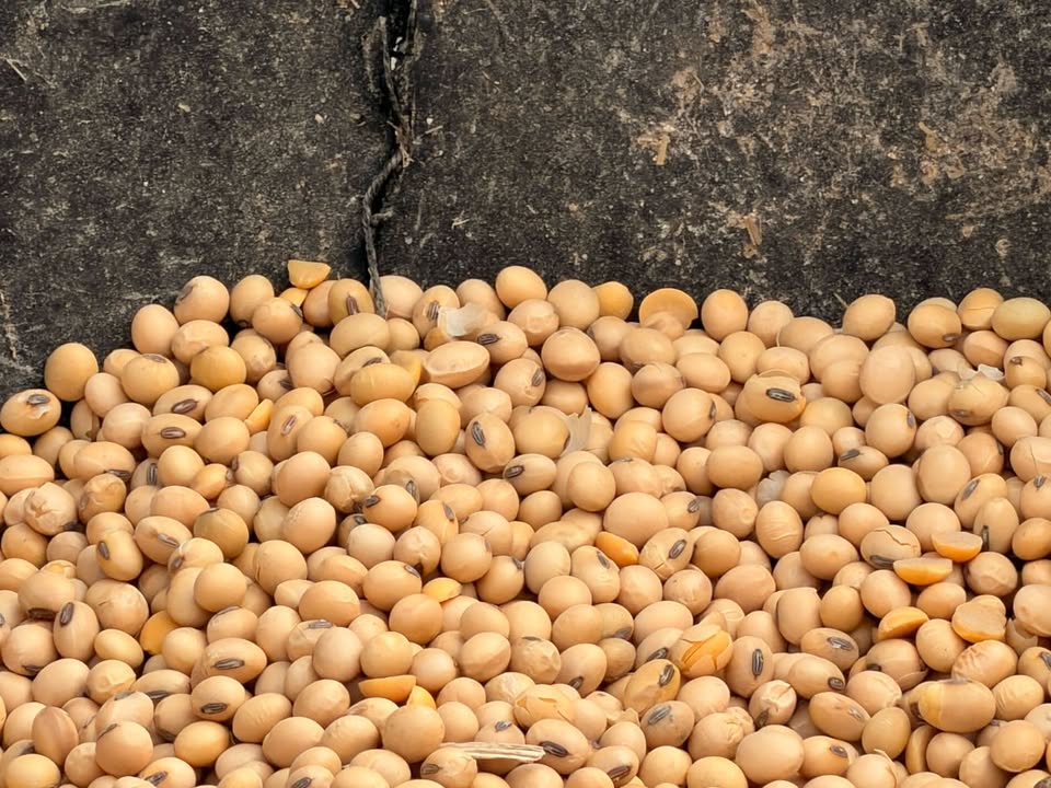 CleanFuelsAA's tweet photo. From food, feed and fuel to industrial uses, soybeans are a versatile crop adding value across multiple industries. Last week during @sdsoybean's media tour, Heather Buechter and Jason Brasier got a firsthand look at the many applications driving demand for #soybeans including a stop at #biodiesel distributor Vollan Oil. 

The tour provided an opportunity to educate audiences on soy's sustainable impact and the innovation moving the industry forward. 

#connectedenergy