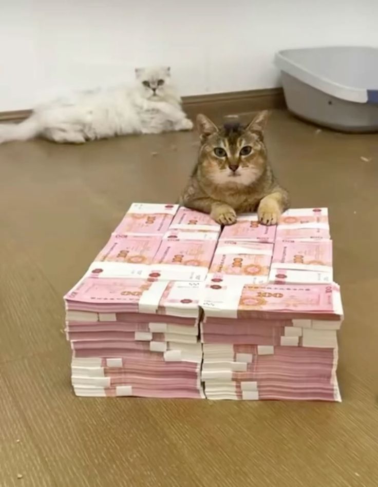 zuliexbb's tweet photo. mei mei hoarding wealth, unacceptable, bourgeois filth https://t.co/8wfgy6HOw5