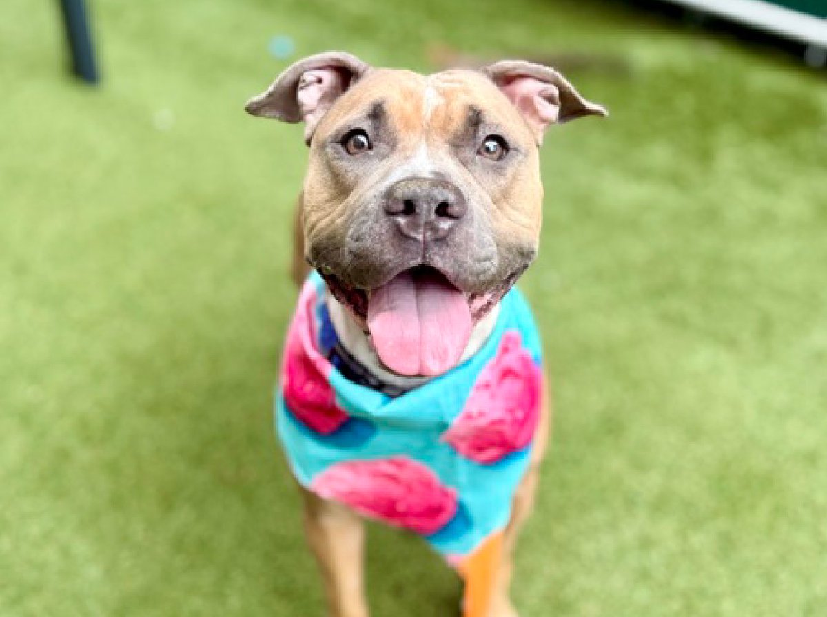 notthesameone2's tweet photo. 🚨Last call for Carrot Top, now under kill command. Arrived in July & spent most of her summer in a kennel. Now she is listed b/c she is tired of it/ barking & jumping at cage door & pulling toward crated dogs when returning to her kennel. Wiggly, social & friendly, asks for attn. Has allergies:
