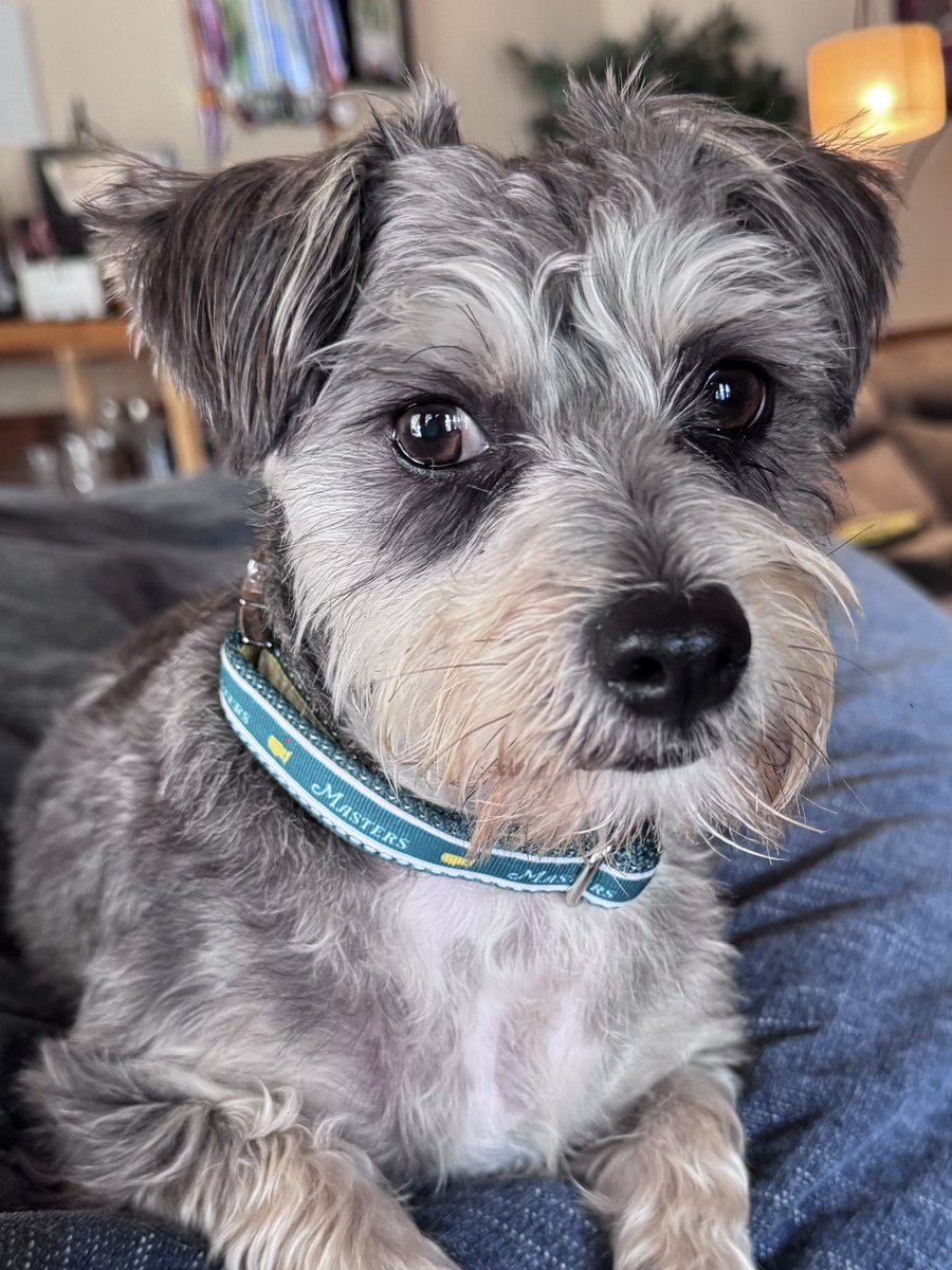 EpperleyJen's tweet photo. @Dog__Dog0 I would end someone’s LIFE if they were mean to my dog. And he’s got his own badass side eye to prove it https://t.co/GsLNCmOGwB