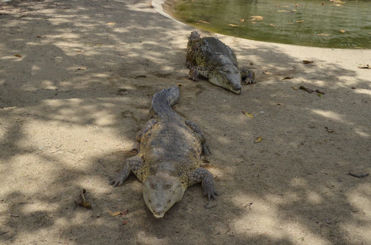 escovargabriela's tweet photo. Pancha tiene 40 años y Juancho 55, son los caimanes del Orinoco del Parque del Este. 

Son los ancianitos del parque junto a Icho el jaguar que les mostré en días recientes. https://t.co/ofTo3NLytQ