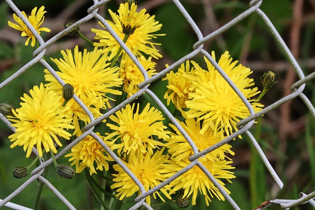 fencesRichmond's tweet photo. Hercules Fence of Richmond can help homeowners consider several practical ways chain-link fencing can be used around their homes.

Chain-Link Fencing Isn’t Just for Security: Practical Uses for Homeowners: https://t.co/oIqXn8Gq74 https://t.co/jhHIt30d5c