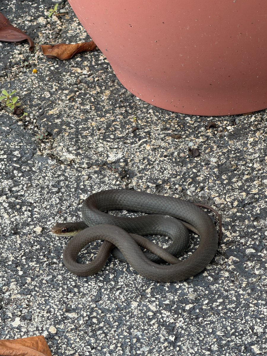gabednconfused's tweet photo. Office snake 🐍 https://t.co/LODbfeuNng