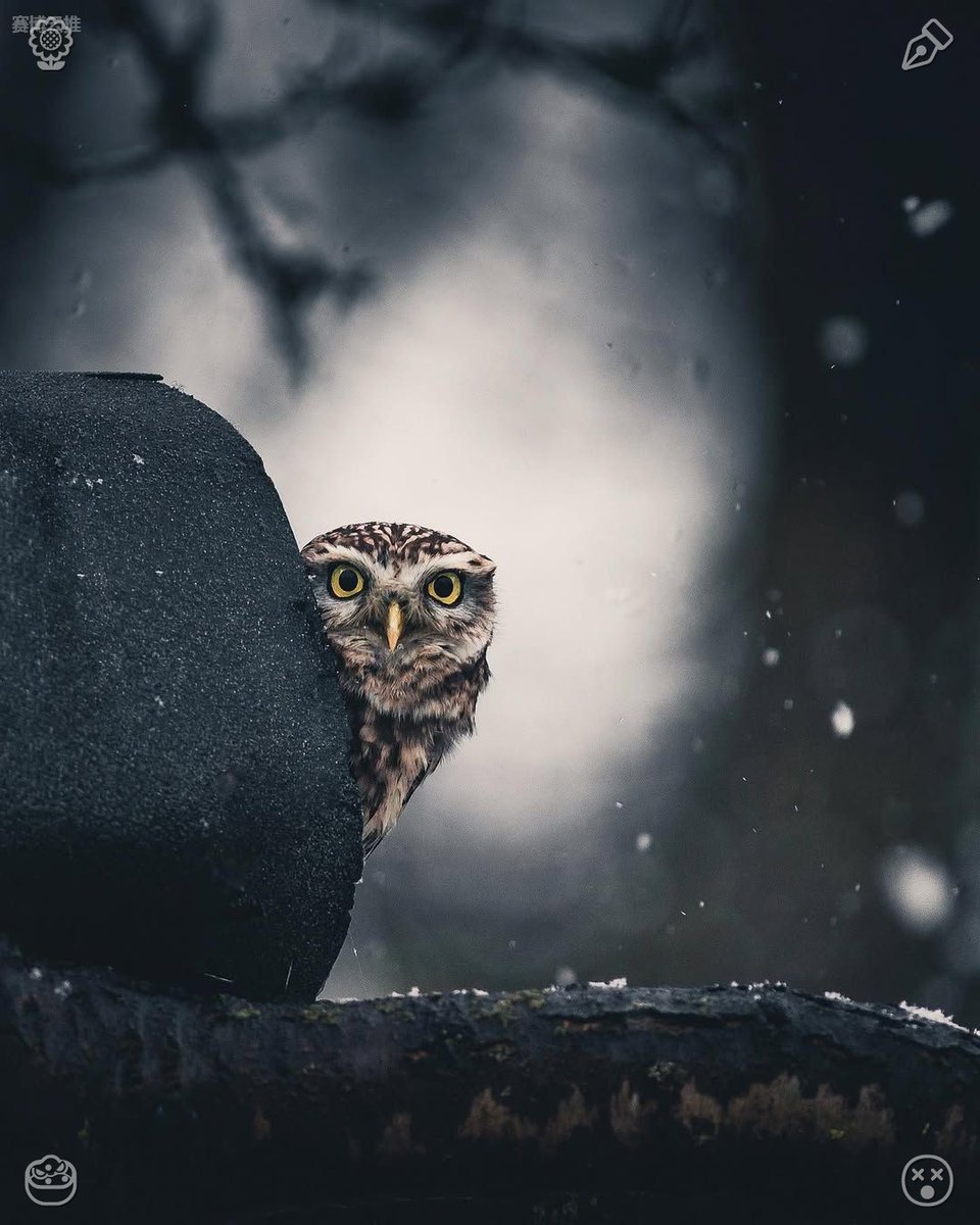 garrettodell's tweet photo. Be kind to every living creature. Your entire future life is shaped by small everyday habits. Pick uplifting, consistent routines, hold fast to them with determination, and see yourself become stronger bit by bit with each day that goes by. https://t.co/lPsF0QBw31