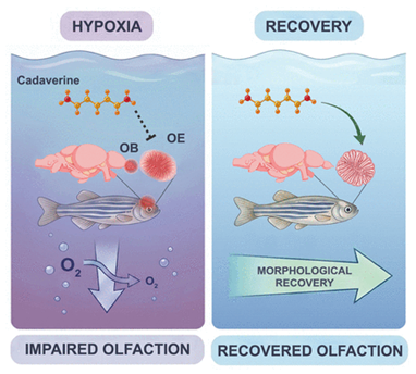 HopeBio's tweet photo. Dr. Erika Calvo-Ocho  recently published a new paper in eNeuro, describing mechanisms of neuronal repair and regeneration following decreased oxygen in zebrafish. This study was led by first co-authors Skylar DeWitt-Batt and Kate DeMann.
https://t.co/emeN9PCDwS https://t.co/nTnNqcOHeY