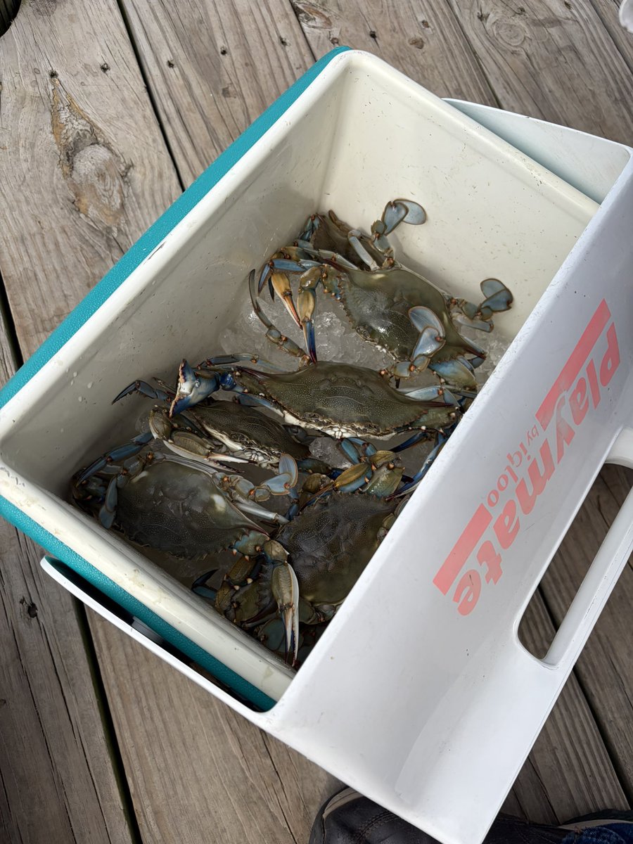 kynoriax's tweet photo. 6 crabs. not bad not bad https://t.co/lcL0P950Gl