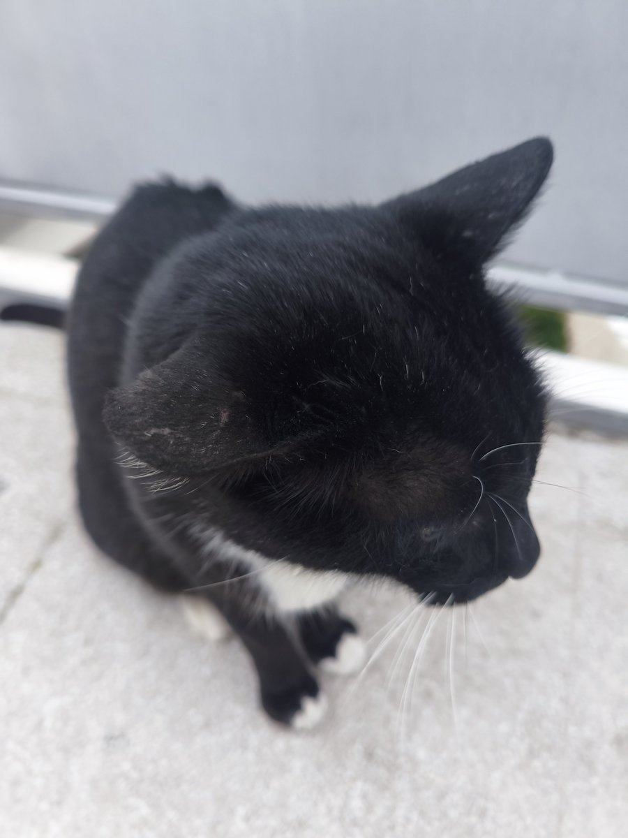 Brel_B6's tweet photo. Vc disse RESENHA???

Pov: lhes apresento Felix, o gato da minha faculdade https://t.co/82m8m1BC71