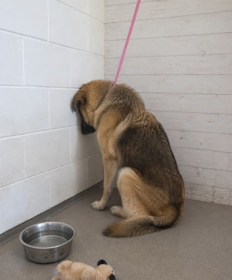 itsadogslifersq's tweet photo. OLIVER #A595913
2yo.#germanshepherd
#SanBernardino City #CA

Volunteer Kayla says Oliver will be killed soon if no adopter or foster takes him home.
Also says, he'll needs lots of love more than anything.

An you save him?

Join SBC shelter foster program:
https://t.co/OMVRtzZw0U https://t.co/wIbPv77PYb