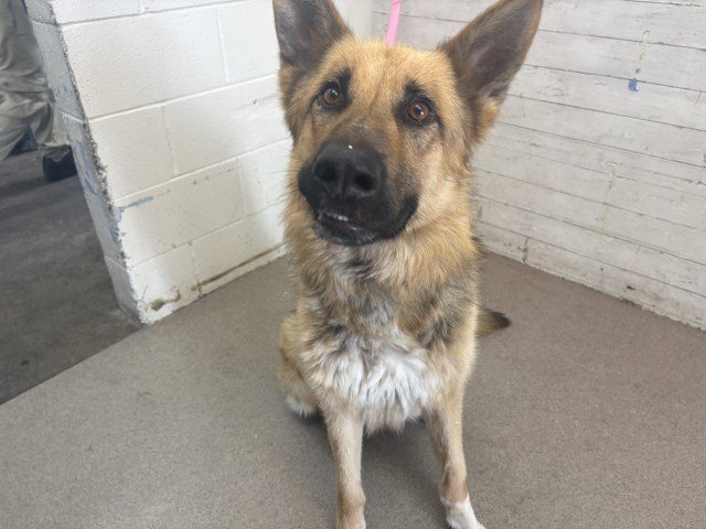 itsadogslifersq's tweet photo. OLIVER #A595913
2yo.#germanshepherd
#SanBernardino City #CA

Volunteer Kayla says Oliver will be killed soon if no adopter or foster takes him home.
Also says, he'll needs lots of love more than anything.

An you save him?

Join SBC shelter foster program:
https://t.co/OMVRtzZw0U https://t.co/wIbPv77PYb