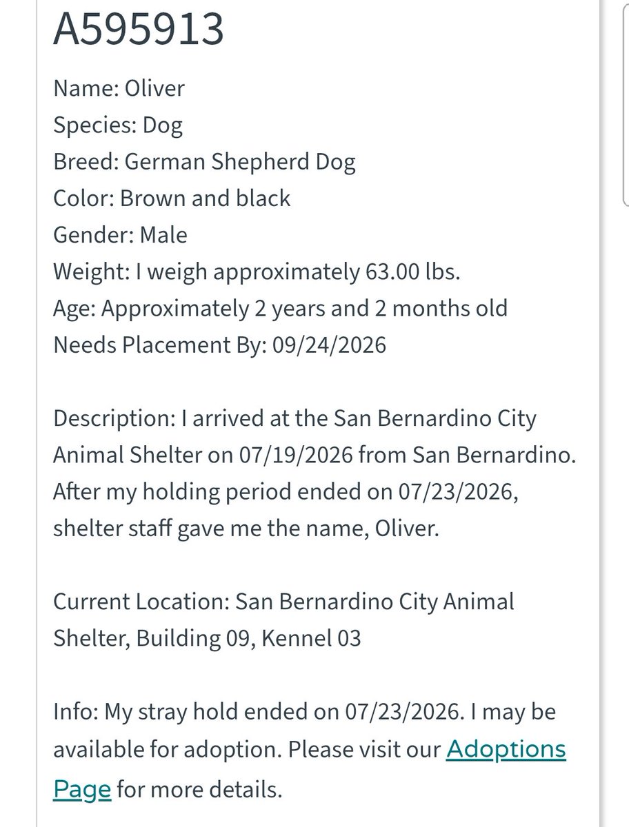 itsadogslifersq's tweet photo. OLIVER #A595913
2yo.#germanshepherd
#SanBernardino City #CA

Volunteer Kayla says Oliver will be killed soon if no adopter or foster takes him home.
Also says, he'll needs lots of love more than anything.

An you save him?

Join SBC shelter foster program:
https://t.co/OMVRtzZw0U https://t.co/wIbPv77PYb