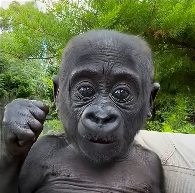 Orangutandreaaa's tweet photo. GORILWAAAAA🦍🦍🦍🦍🦍🦍🦍🦍🦍🦍🦍🦍🦍🦍🦍🦍🦍🦍🦍🦍🦍🦍🦍🦍YEAHHHHHH https://t.co/DUzwA8hnNR
