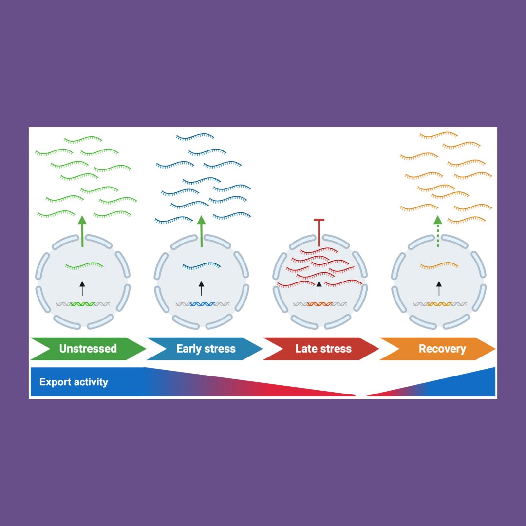 GenesDev's tweet photo. 🆕 ADVANCE ONLINE 🆕

RESEARCH PAPER: Temporal gating dictates stress-induced transcript export from the nucleus
By Helton et al. and Stephanie Moon
➡️ https://t.co/8KGG0DSAIe

@smslmoon @umichrna @umichmedicine
#mRNA #stress #RNAexport https://t.co/34FPN9WYvK