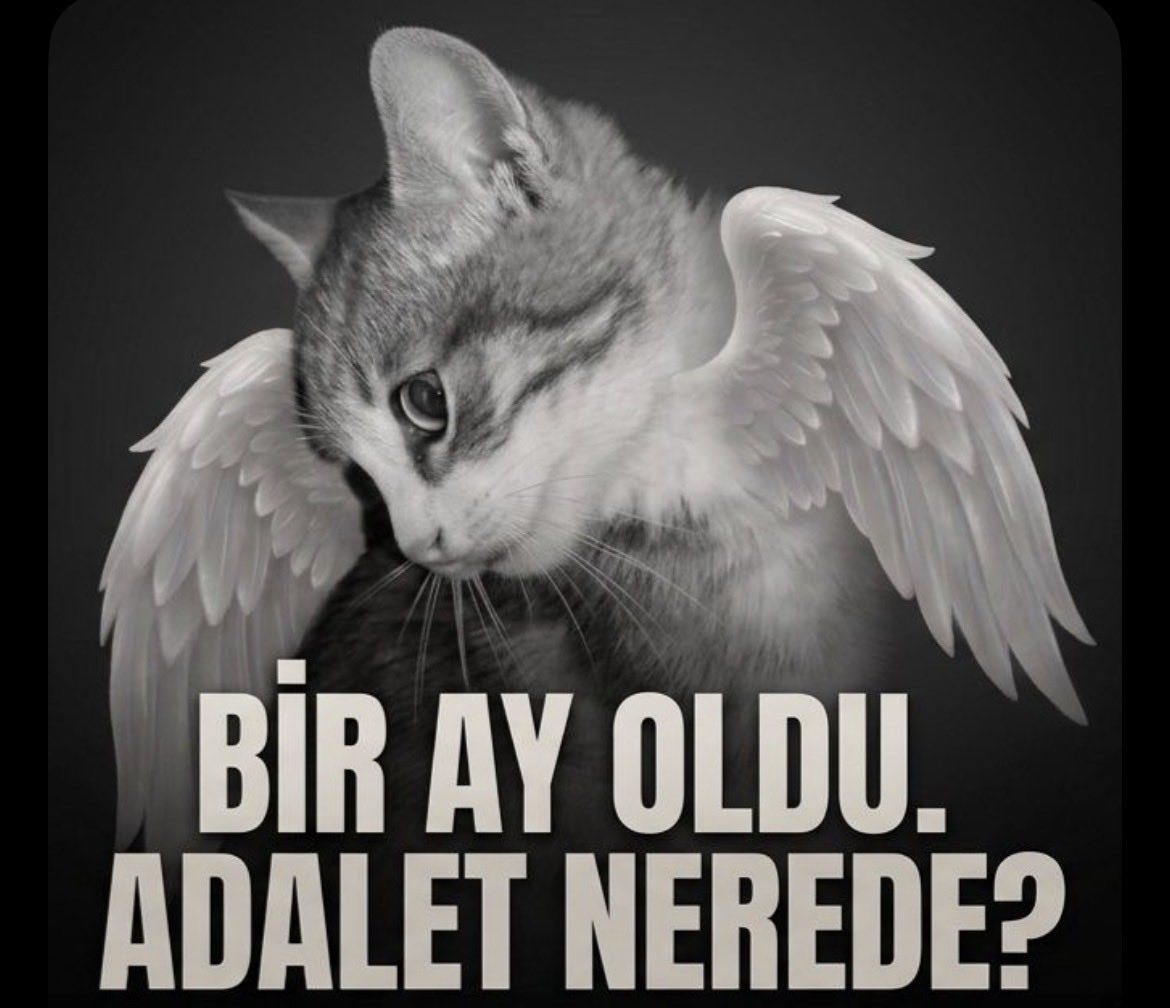 Seher067109's tweet photo. O süt kokan ağzını kanla doldurdular,minik meleğim
Susarsak unutursak bize de insanlığımıza da yazıklar olsun.
Sana bunu yapan caniler er ya da geç hesap verecek!
#30GündürKatillerAramızda https://t.co/eBgCGVGct7