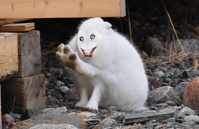 choppedpork666's tweet photo. i realized i cant differentiate bunny from hare i think this is a hare right https://t.co/SJ32pacZO1