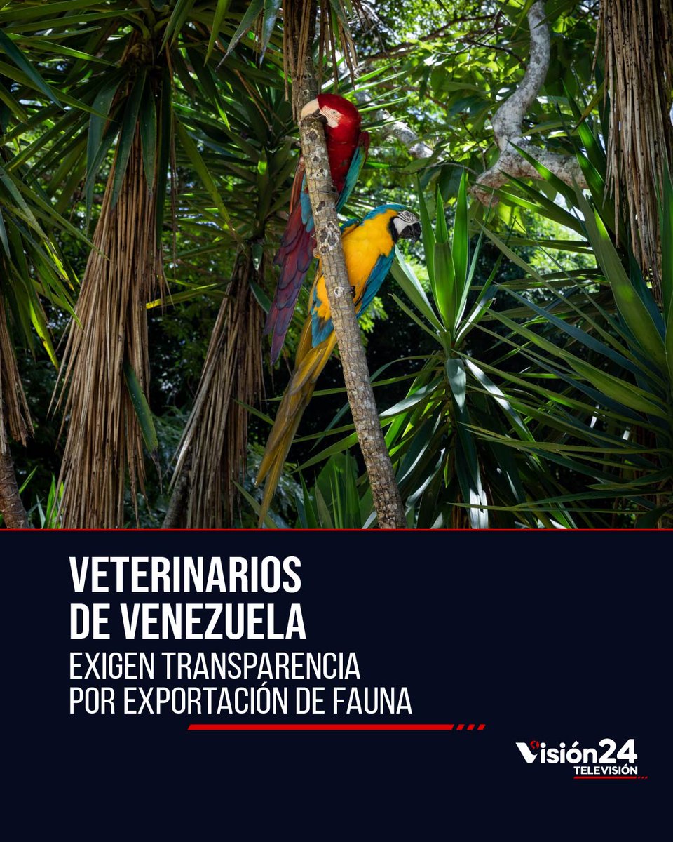 vision24tv's tweet photo. 🌎 | La Federación de Colegios de Médicos Veterinarios de Venezuela pidió publicar expedientes, inventarios y permisos CITES sobre el traslado de fauna silvestre hacia la India, en el marco del proyecto Vantara. También solicitó auditorías y controles de bienestar animal. https://t.co/3gOl7YGEaZ