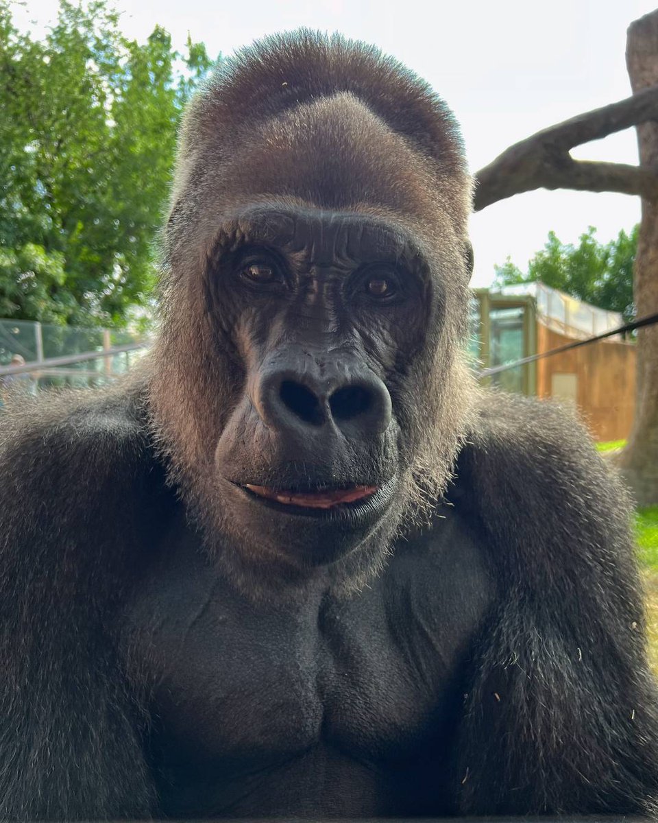 calgaryzoo's tweet photo. In your phone and other small, handheld electronics is a tiny piece of coltan, a mineral that’s making a big impact on gorillas. We can all take action to reduce our need for coltan by limiting how often we replace our phones and recycling them. ♻️

#YourZooYYC #WorldGorillaDay https://t.co/74mXA8JXLE