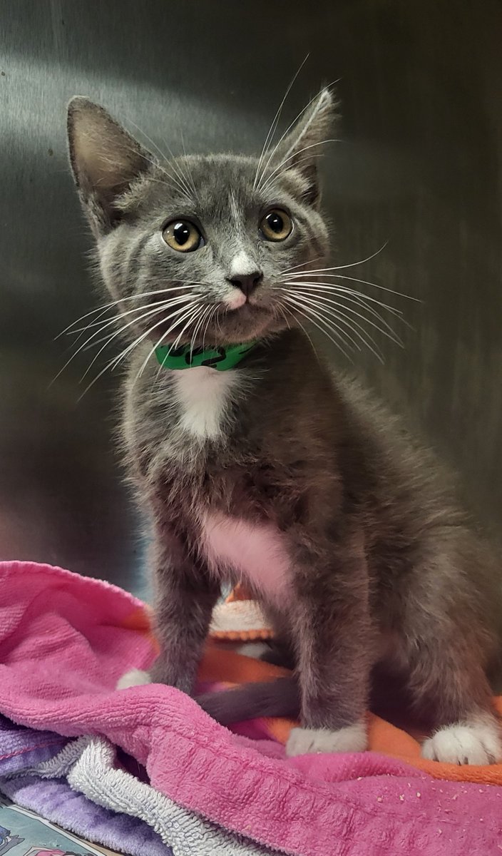LACityPets's tweet photo. ⭐ Coming up during the one o'clock hour! Meet Duchess #A2294600, our @ktla5news #PetOfTheWeek! ⭐

Duchess is one fantastic gal! She's 8 weeks old, 2.5lbs, and super cute. Adopt or foster Duchess from East Valley Animal Services Center today after 3PM. #LACityPets #Adopt #Foster https://t.co/TmwCv3zNeG