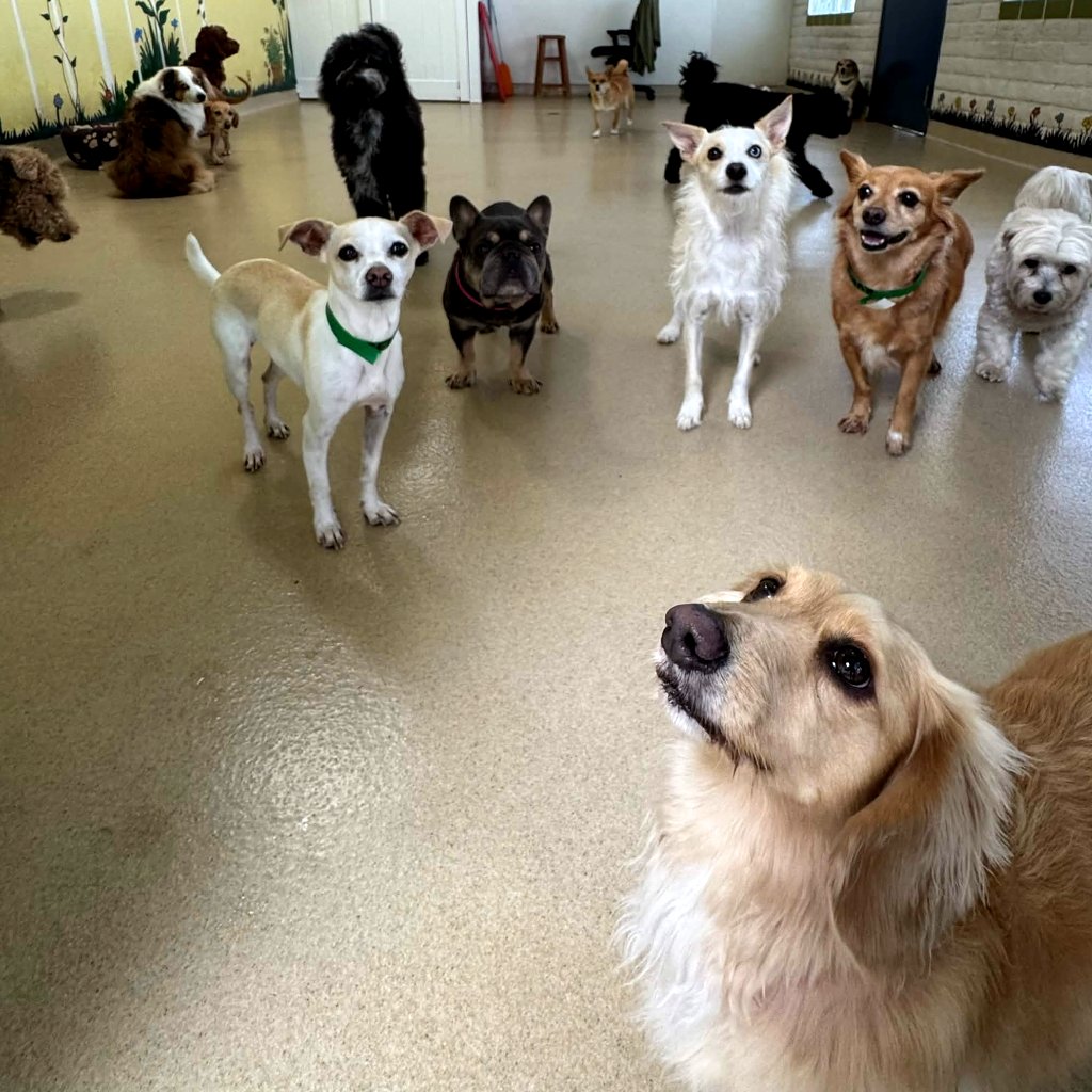 animalkeepersd's tweet photo. Two words: TINY TOTS!
https://t.co/a6OX3iXxOn
#doggiedaycamp #doggiedaycare #dogdaycamp #dogdaycare #daycare #dogcamp #tinytots #tots #pets #dogs #sd #sddogs #sdpets #sandiego #sandiegodogs #sandiegopets #encinitasdogs #encinitaspets #encinitas #delmardogs #delmarpets #delmar https://t.co/TOdX2jFwTQ