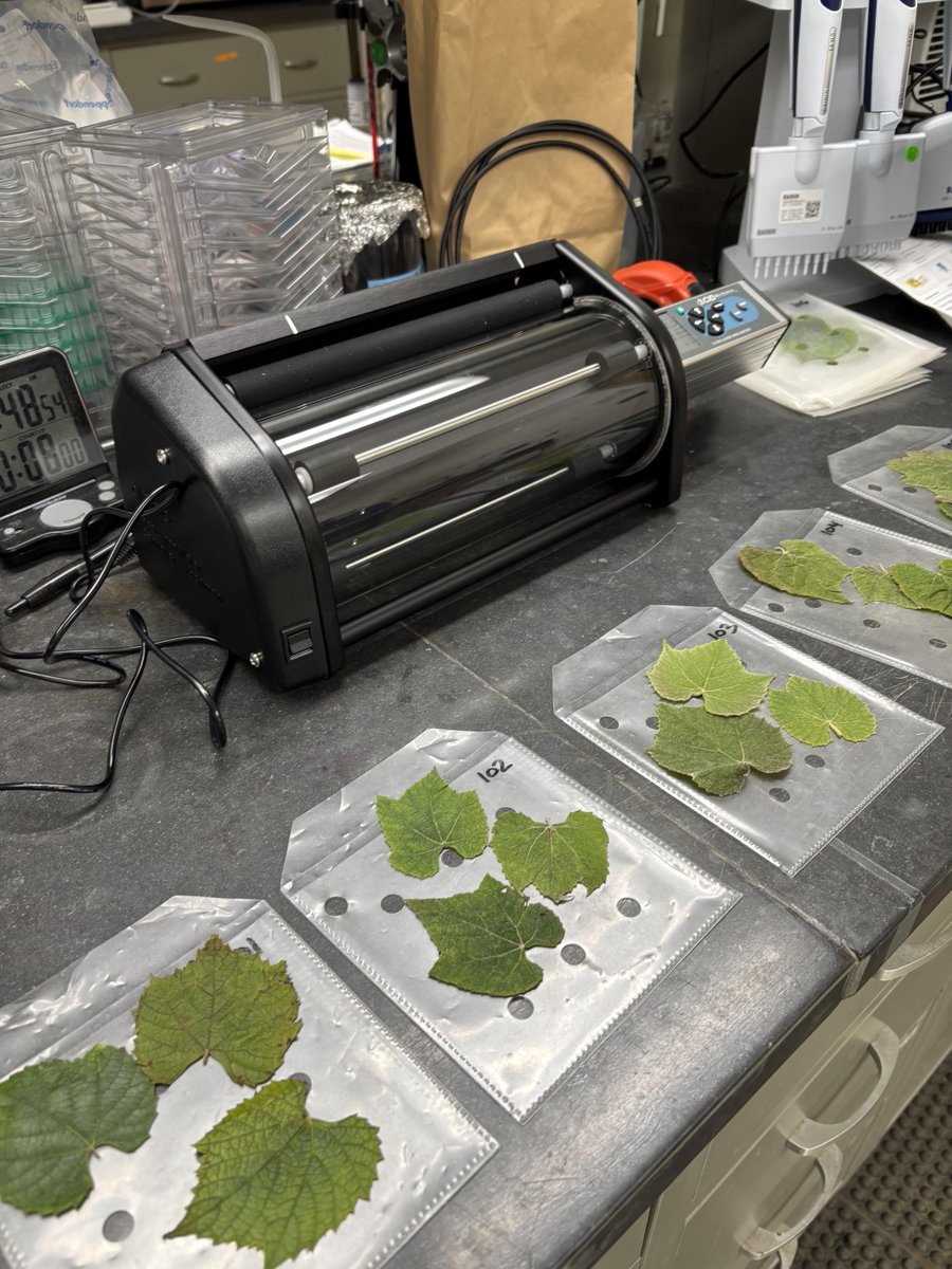 CIDBioScience's tweet photo. “At Cornell University, the CI-203 conveyor system is being used to measure average leaf area across individuals in a grapevine population, helping process plant samples efficiently and consistently.” https://t.co/uQtDZar5dk