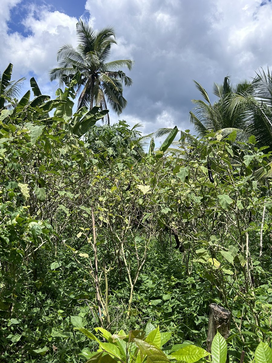 TravelMark1942's tweet photo. @MonaWang354754 The green paradise of my sister in law in the Philippines 🇵🇭 https://t.co/coTKCHhGgm