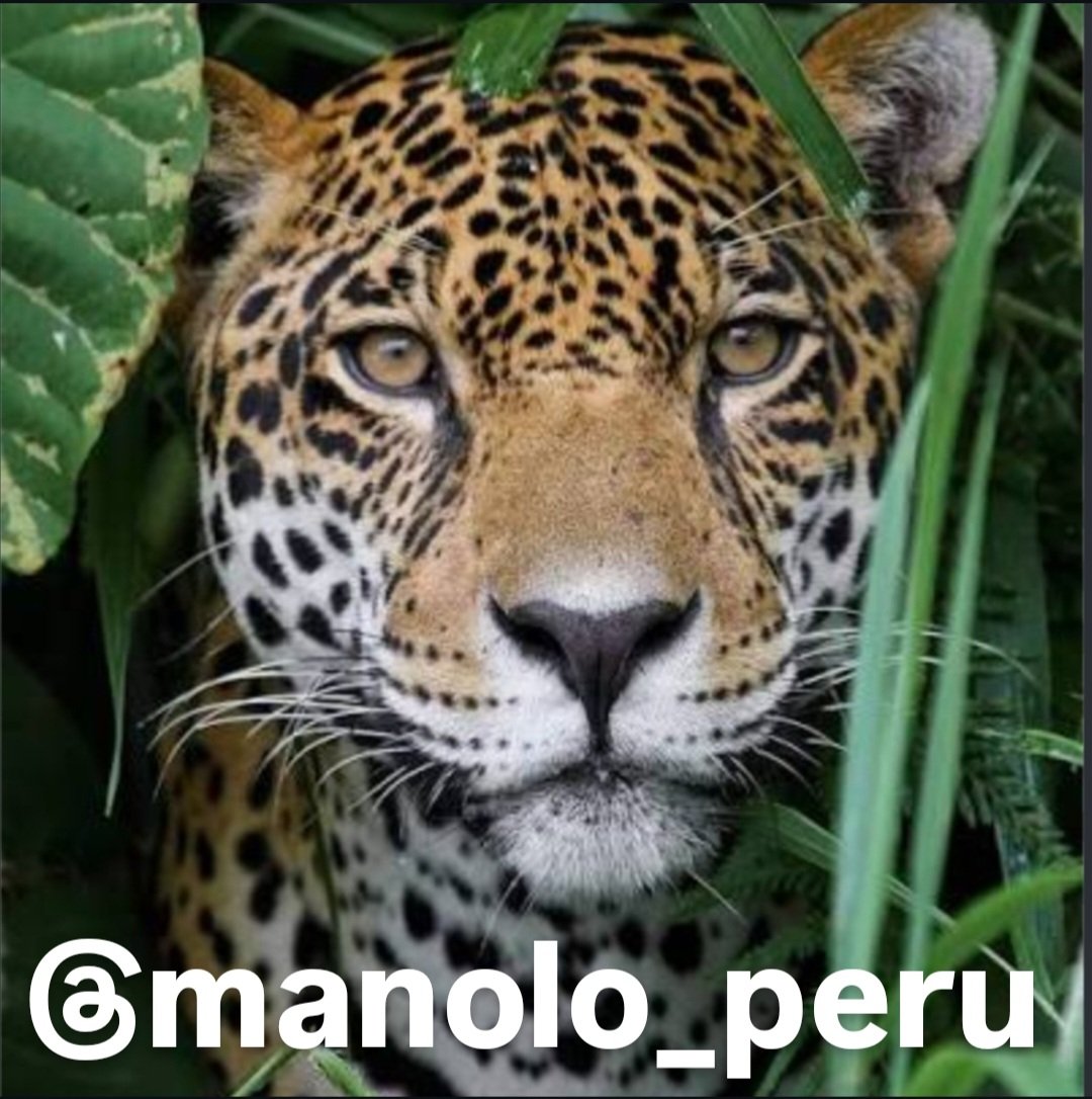 manolo_peru's tweet photo. Feliz Jueves 🙋🏽‍♂️
Disfruta de el día y se feliz 😄 
Si me sigues,te sigo 👇🏽 https://t.co/YMfDc1WGh0