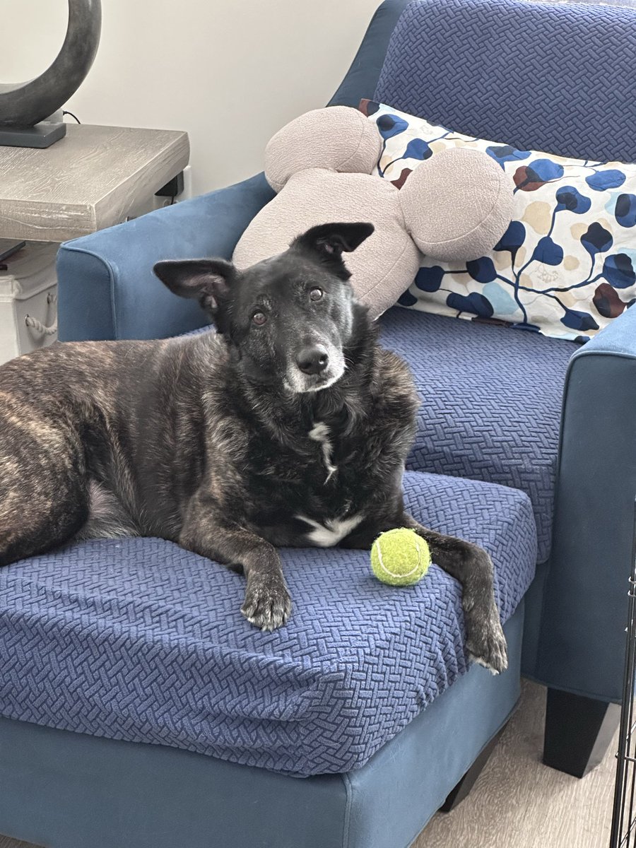 ShortsInJanuary's tweet photo. @RMproductionsX “Tell this Angela human that I don’t know what any of that means but I will take care of her tennis balls.” https://t.co/vFuRyHzbmN